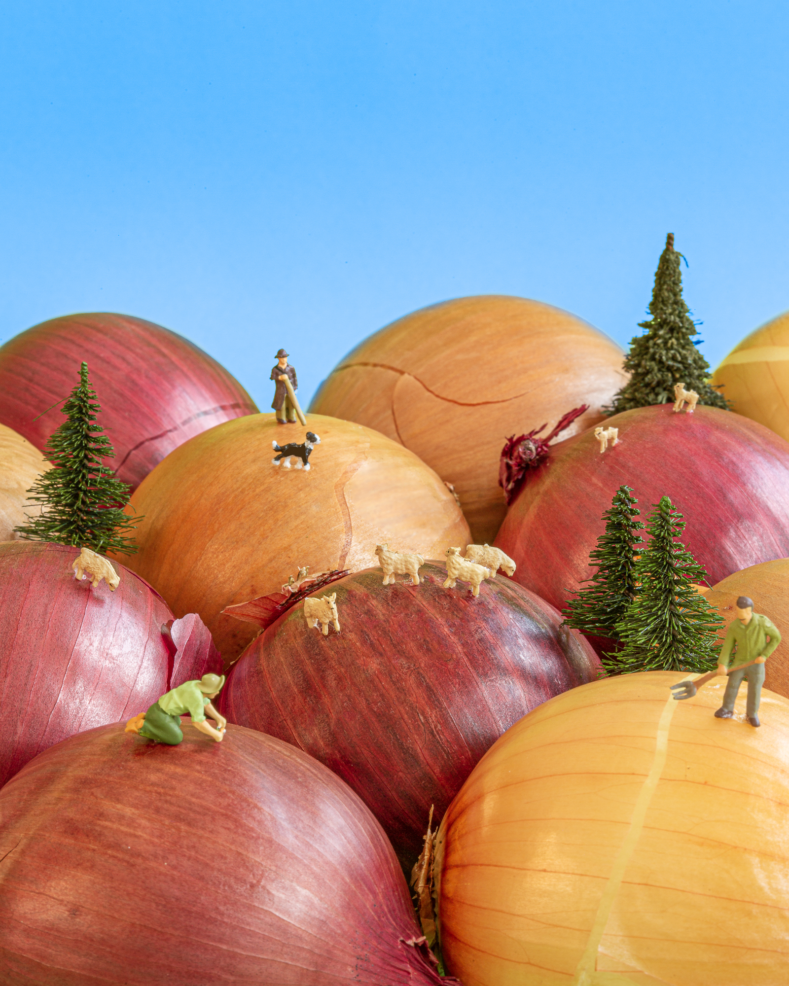 Priméale, miniature world oignons berger moutons